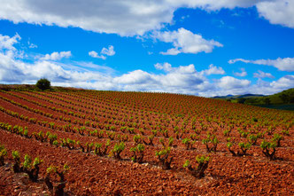 Rebberg Rioja