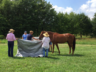 Leading a horse between tarps