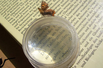 Buchseite mit Lupe und Schmetterling