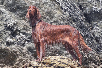 Irish Red Setter Royal Prince Rusty of the Red Dancing Sky