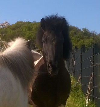 Who'd have thought that an ordinary horse could learn circus tricks?