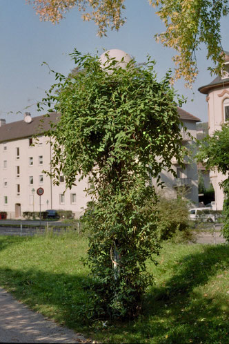 erhaben
