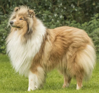 unerwünschte Fellberge beim Collie