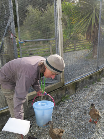 Die Rangerin füttert die Takahes, aber als erstes kommen die Enten angelaufen, denn sie wollen vom Futter auch etwas haben!