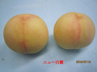 神田桃園 jimdo