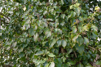 Hedera helix Gemeiner Efeu