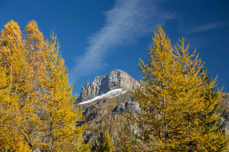  Lärchen (Larix) Derborence