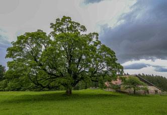 Bergahorn im Val de Travers