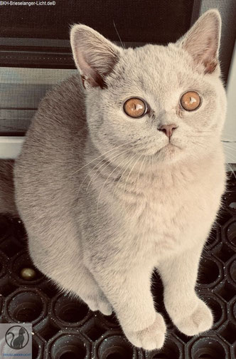 Liebevolles British Shorthair Mädchen vom Rassekatzenzüchter mit Stammbaum aus Hobbyzucht Worldchampion. wunderschöne Katzen brauchen keinen Filter.