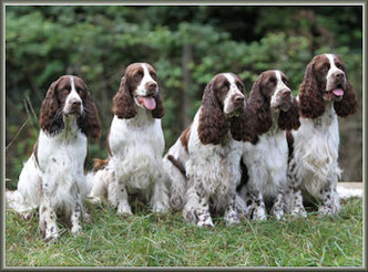 Die MacLottas mit ihrer Mama vlnr: Cocoloco (Paula), Chrisby (Polly), Lotta, Charmin und Mr. Clooney