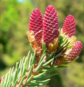 Fleur de sapin. 