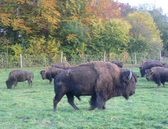 Le Sachuron et ses couleurs d'automne