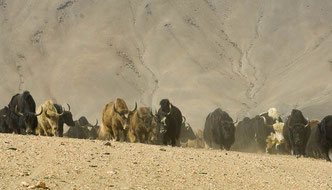 Ladakh, Zanskar, Reisen, Trekking, Bergsteigen, Yaks, Leh