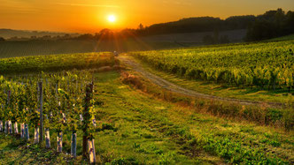 Bergerac vineyards