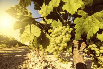 Bergerac vineyards