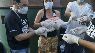 Curso de Bioseguridad y Manejo de Fauna en Argentina