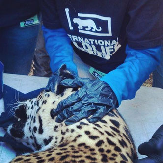 Curso de Bioseguridad y Manejo de Fauna en México