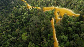 Guayana Francesa. Foto: Rainforest Rescue