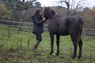 Dao, jeune entier PRE de 2 ans, premier licolage