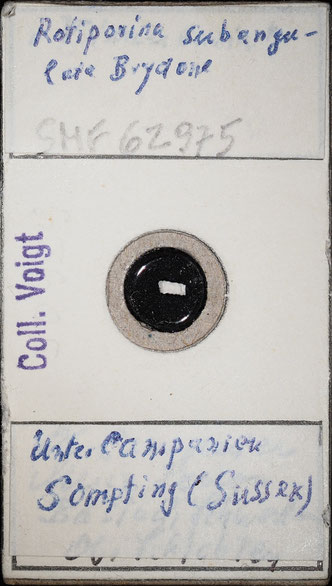 Senckenberg, Bryozoa, Bryozoen, Moostierchen, Sammlung Voigt