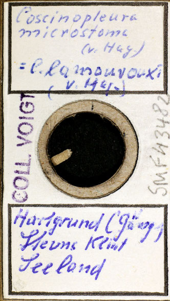 Senckenberg, Bryozoa, Bryozoen, Moostierchen, Sammlung Voigt