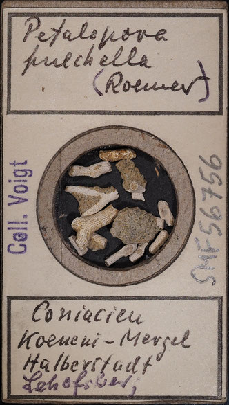 Senckenberg, Bryozoa, Bryozoen, Moostierchen, Sammlung Voigt