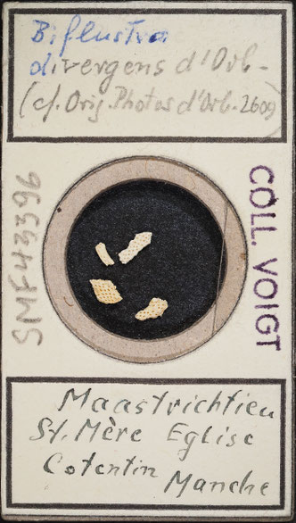 Senckenberg, Bryozoa, Bryozoen, Moostierchen, Sammlung Voigt