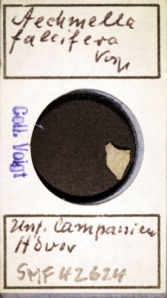 Senckenberg, Bryozoa, Bryozoen, Moostierchen, Sammlung Voigt