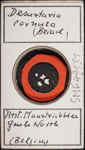 Senckenberg, Bryozoa, Bryozoen, Moostierchen, Sammlung Voigt