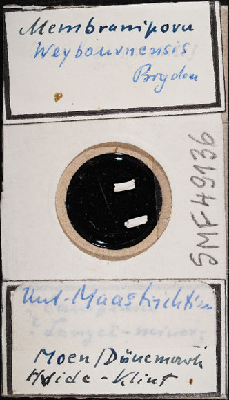 Senckenberg, Bryozoa, Bryozoen, Moostierchen, Sammlung Voigt