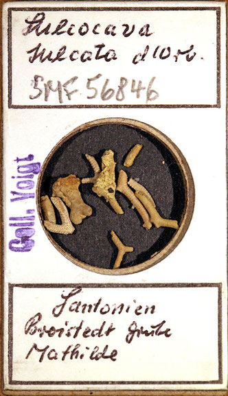 Senckenberg, Bryozoa, Bryozoen, Moostierchen, Sammlung Voigt