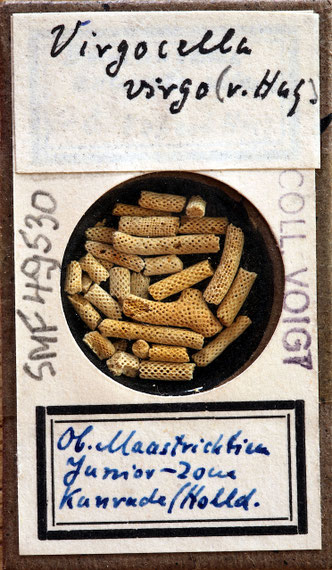 Senckenberg, Bryozoa, Bryozoen, Moostierchen, Sammlung Voigt