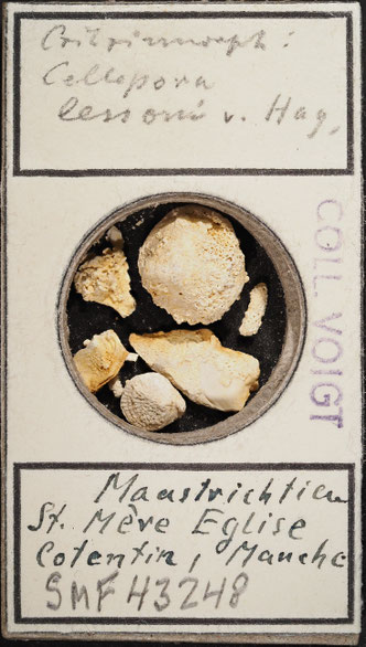Senckenberg, Bryozoa, Bryozoen, Moostierchen, Sammlung Voigt