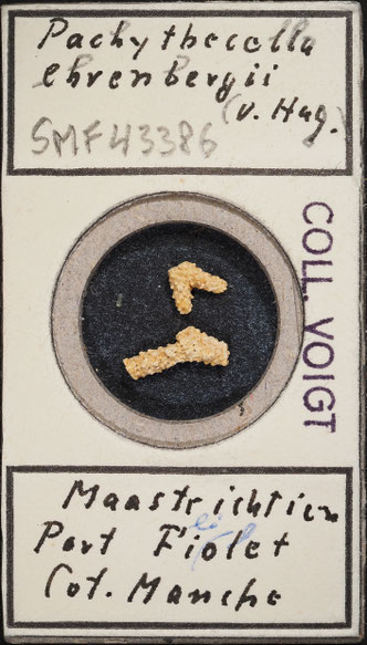 Senckenberg, Bryozoa, Bryozoen, Moostierchen, Sammlung Voigt