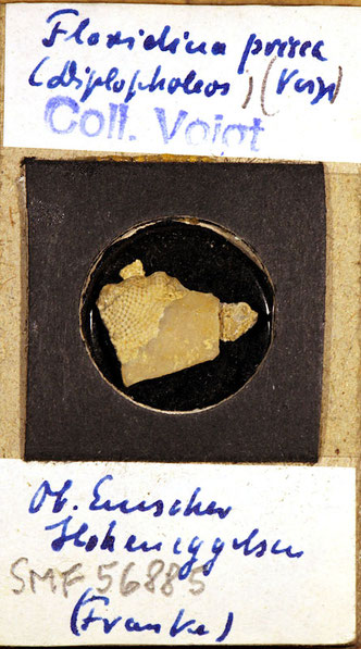 Senckenberg, Bryozoa, Bryozoen, Moostierchen, Sammlung Voigt