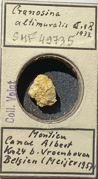 Senckenberg, Bryozoa, Bryozoen, Moostierchen, Sammlung Voigt