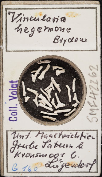 Senckenberg, Bryozoa, Bryozoen, Moostierchen, Sammlung Voigt
