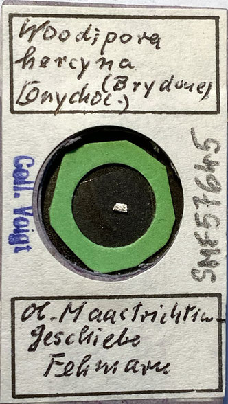 Senckenberg, Bryozoa, Bryozoen, Moostierchen, Sammlung Voigt