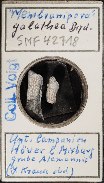 Senckenberg, Bryozoa, Bryozoen, Moostierchen, Sammlung Voigt