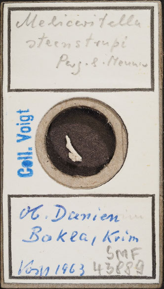 Senckenberg, Bryozoa, Bryozoen, Moostierchen, Sammlung Voigt