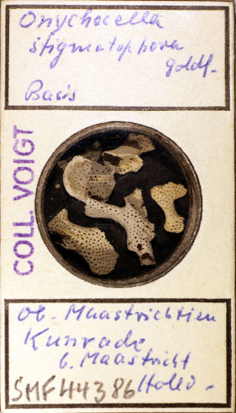 Senckenberg, Bryozoa, Bryozoen, Moostierchen, Sammlung Voigt