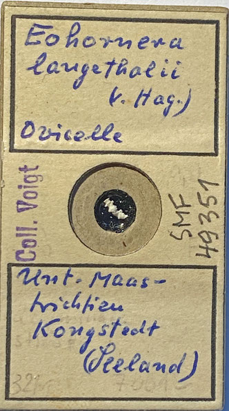 Senckenberg, Bryozoa, Bryozoen, Moostierchen, Sammlung Voigt