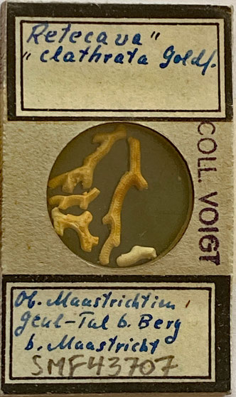 Senckenberg, Bryozoa, Bryozoen, Moostierchen, Sammlung Voigt