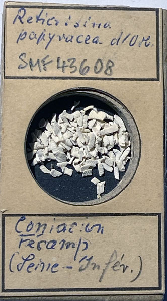 Senckenberg, Bryozoa, Bryozoen, Moostierchen, Sammlung Voigt