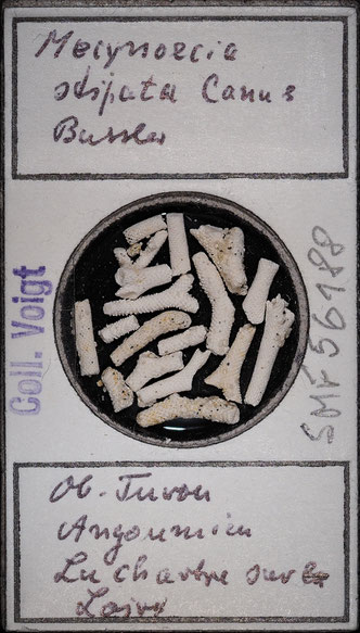 Senckenberg, Bryozoa, Bryozoen, Moostierchen, Sammlung Voigt