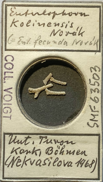 Senckenberg, Bryozoa, Bryozoen, Moostierchen, Sammlung Voigt
