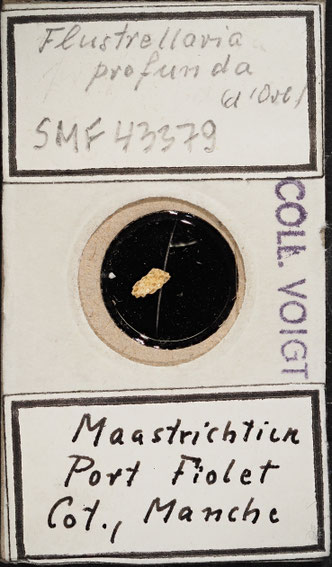 Senckenberg, Bryozoa, Bryozoen, Moostierchen, Sammlung Voigt