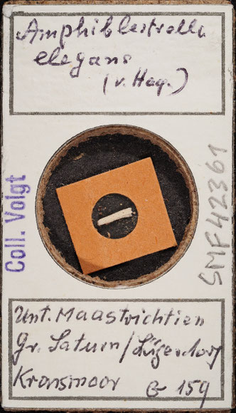 Senckenberg, Bryozoa, Bryozoen, Moostierchen, Sammlung Voigt