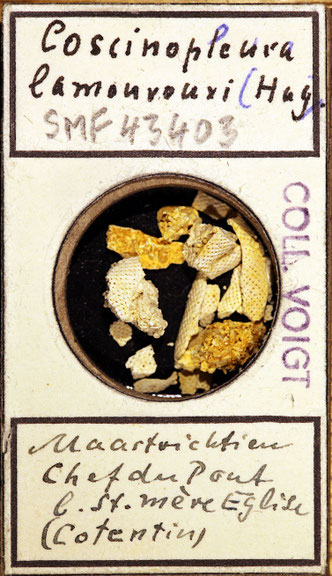 Senckenberg, Bryozoa, Bryozoen, Moostierchen, Sammlung Voigt