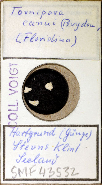 Senckenberg, Bryozoa, Bryozoen, Moostierchen, Sammlung Voigt
